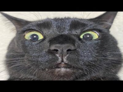 27 Cat Videos to Die Laughing