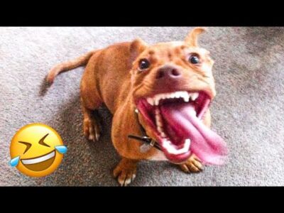 With these Super Funny Dogs these 60 Laughs Guaranteed