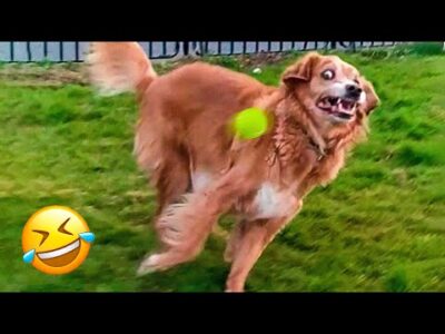 Compilation of 22 Funny Moments of Dogs and Cats in Video