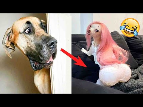 42 Adorable Dogs: Discover Comical Situations